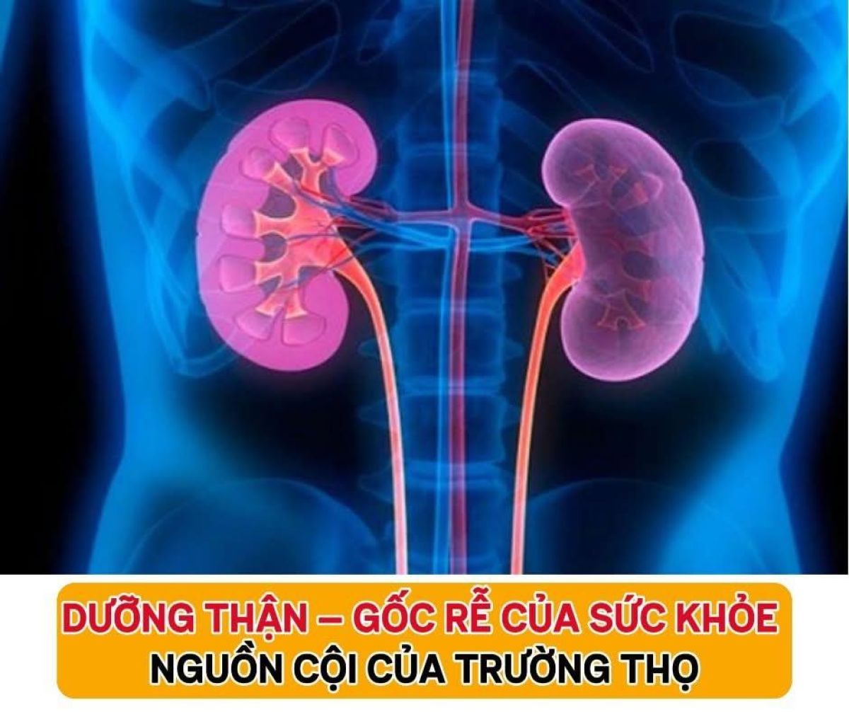 Dưỡng thận - gốc của sức khoẻ &amp; trường thọ